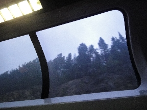 Evergreens below the mountain treeline
